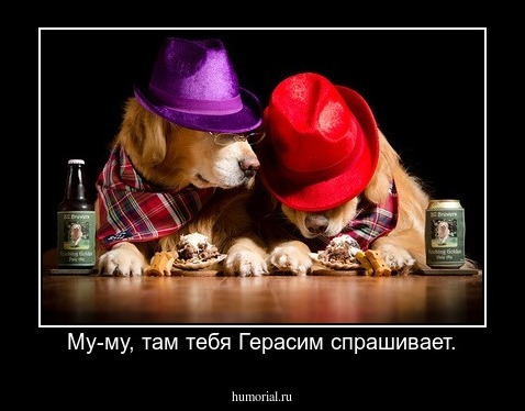 Му-му, там тебя Герасим спрашивает.