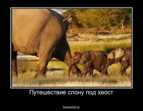 Путешествие слону под хвост