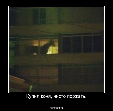 Купил коня, чисто поржать.