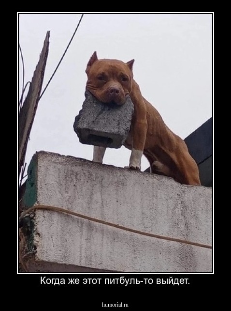 Когда же этот питбуль-то выйдет.