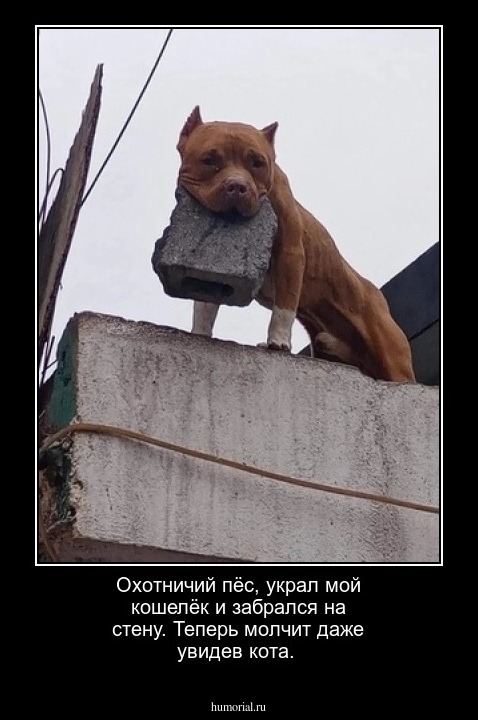 Охотничий пёс, украл мой кошелёк и забрался на стену. Теперь молчит даже увидев кота.  