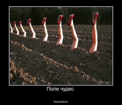 Поле чудес 