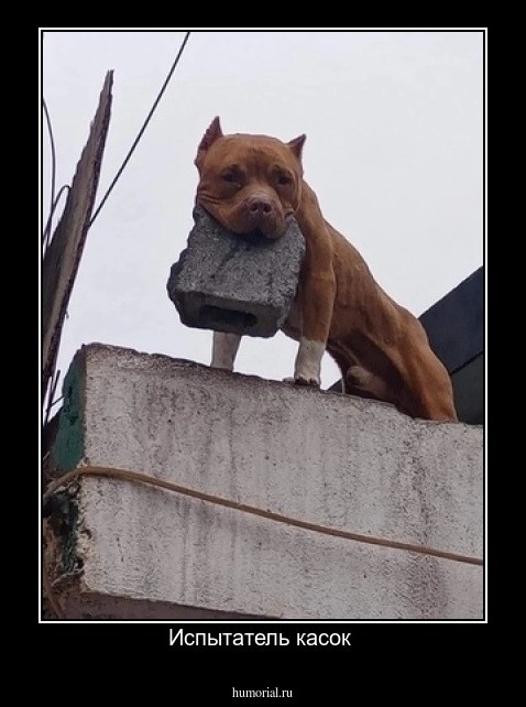 Испытатель касок 