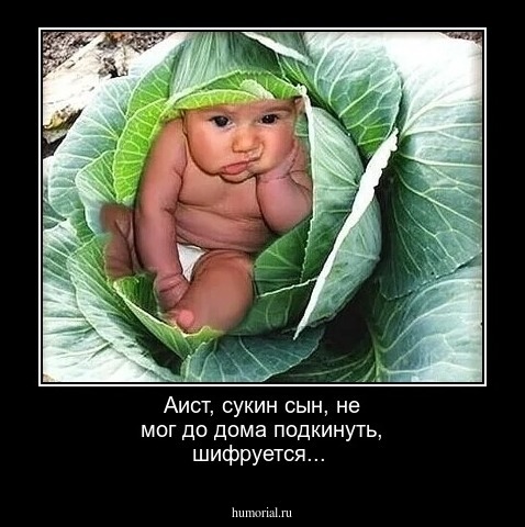 Аист, сукин сын, не мог до дома подкинуть, шифруется...