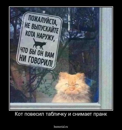 Кот повесил табличку и снимает пранк