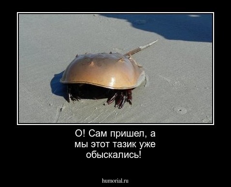 О! Сам пришел, а мы этот тазик уже обыскались!