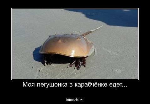 Моя легушонка в карабчёнке едет...