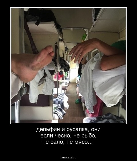 дельфин и русалка, они если чесно, не рыбо, не сало, не мясо...