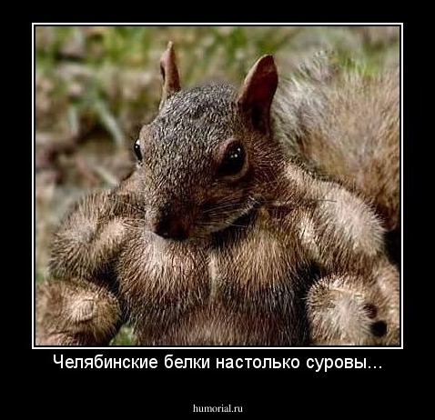 Челябинские белки настолько суровы...