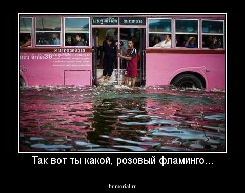 Так вот ты какой, розовый фламинго...
