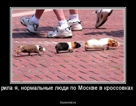 - Говорила я, нормальные люди по Москве в кроссовках ходят!