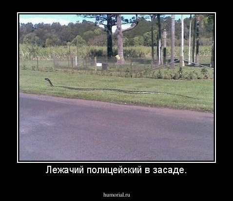 Лежачий полицейский в засаде.