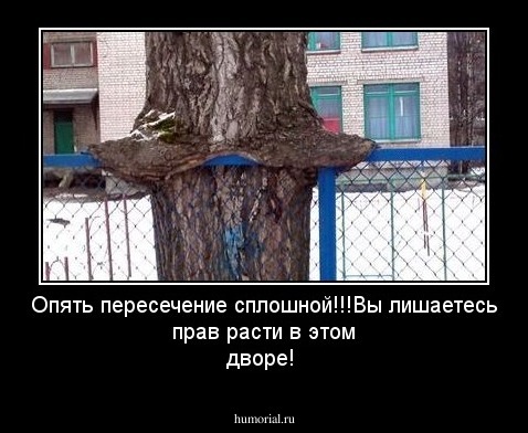 Опять пересечение сплошной!!!Вы лишаетесь прав расти в этом дворе! 