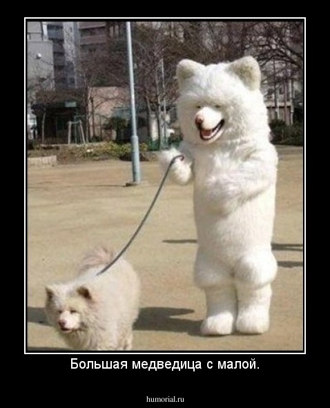 Большая медведица с малой.