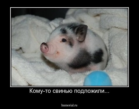 Кому-то свинью подложили...