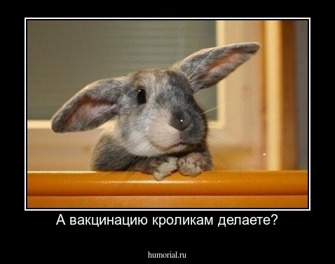 А вакцинацию кроликам делаете?