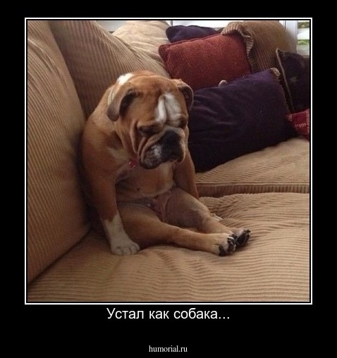 Устал как собака...