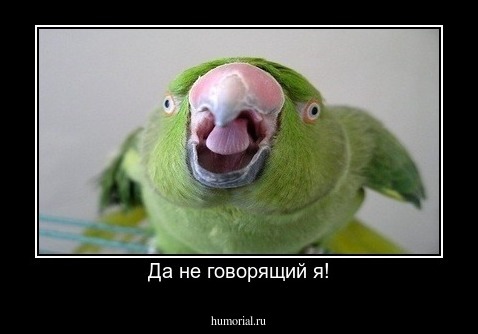 Да не говорящий я!