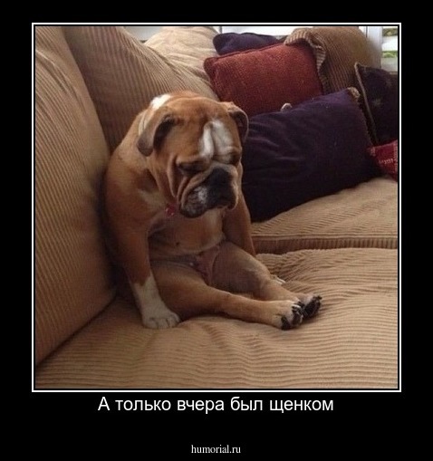 А только вчера был щенком