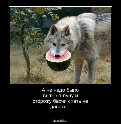 А не надо было выть на луну и сторожу бахчи спать не давать!.