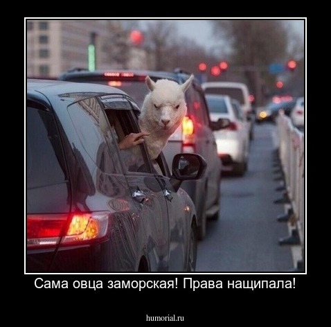 Сама овца заморская! Права нащипала!