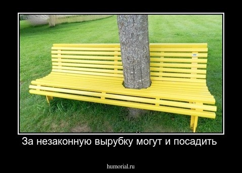 За незаконную вырубку могут и посадить 