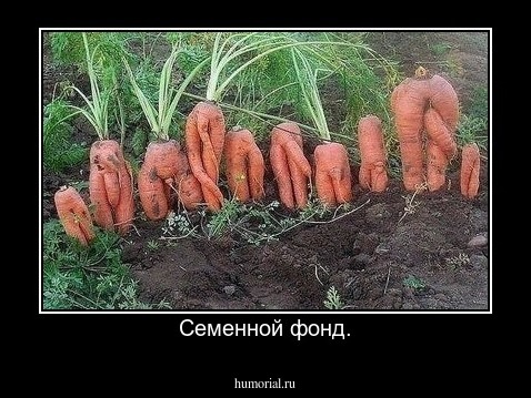 Семенной фонд.