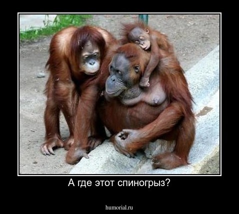 А где этот спиногрыз?