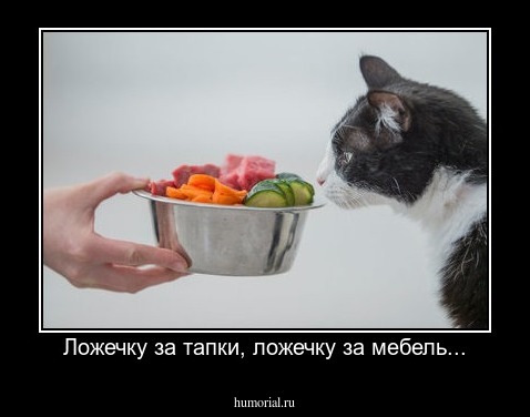 Ложечку за тапки, ложечку за мебель...
