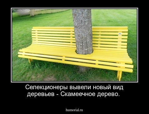 Селекционеры вывели новый вид деревьев - Скамеечное дерево.