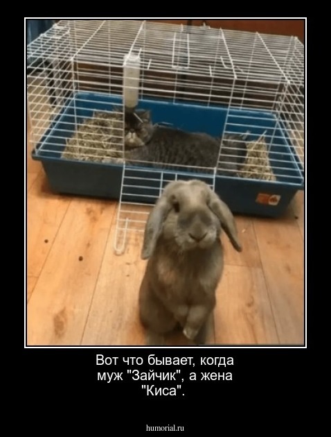 Вот что бывает, когда муж "Зайчик", а жена "Киса". 