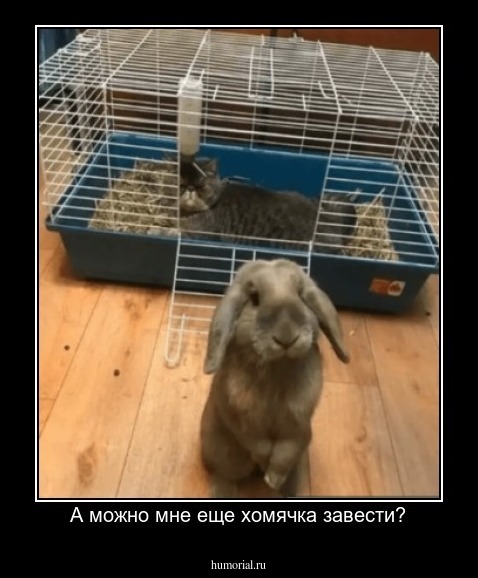 А можно мне еще хомячка завести?
