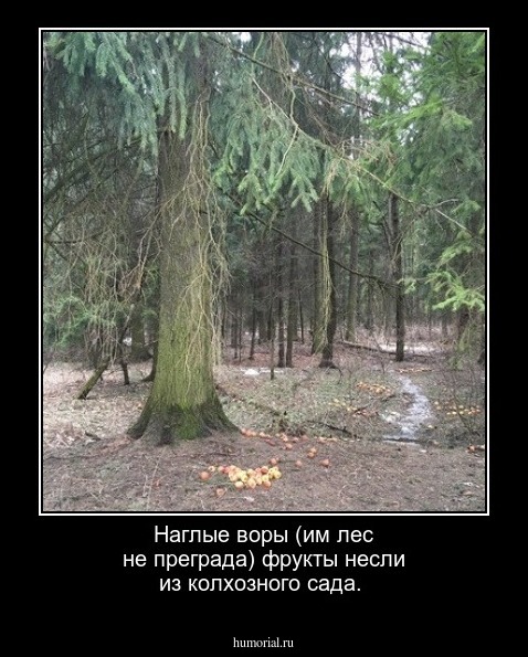  Наглые воры (им лес не преграда) фрукты несли из колхозного сада.
