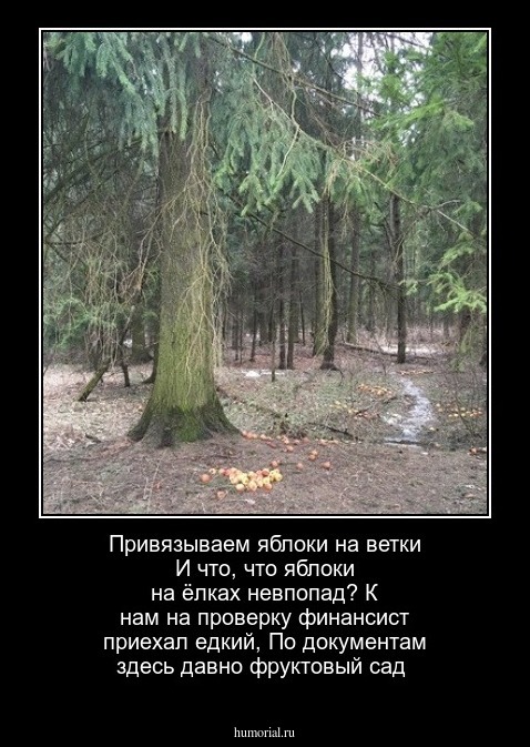 Привязываем яблоки на ветки
И что, что яблоки на ёлках невпопад?
К нам на проверку финансист приехал едкий,
По документам здесь давно фруктовый сад