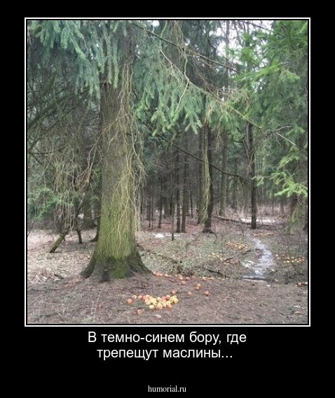 В темно-синем бору, где трепещут маслины...