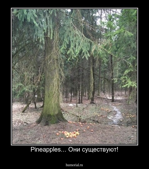 Pineapples... Они существуют!
