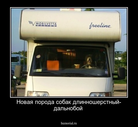 Новая порода собак длинношерстный- дальнобой
