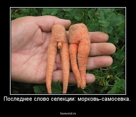Последнее слово селекции: морковь-самосевка.