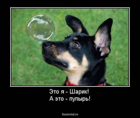 Это я - Шарик! 
А это - пупырь!