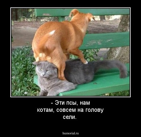 - Эти псы, нам котам, совсем на голову сели.