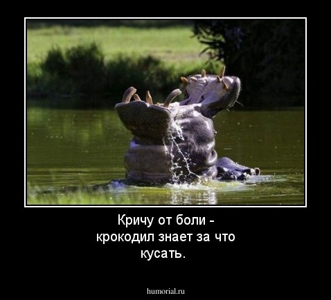 Кричу от боли - крокодил знает за что кусать.