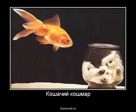 Кошачий кошмар