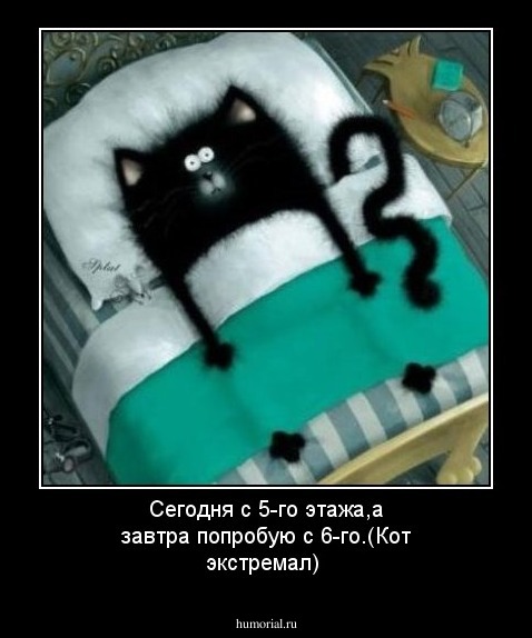 Сегодня с 5-го этажа,а завтра попробую с 6-го.(Кот экстремал)