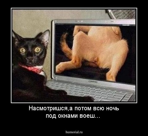 Насмотришся,а потом всю ночь под окнами воеш...