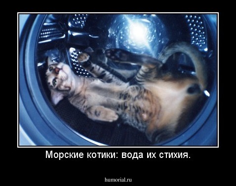 Морские котики: вода их стихия.