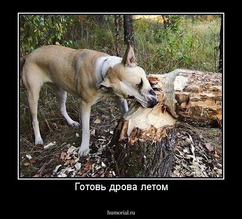 Готовь дрова летом