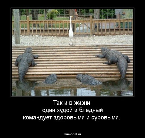 Так и в жизни: один худой и бледный командует здоровыми и суровыми.