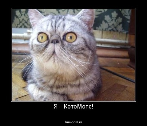 Я - КотоМопс!