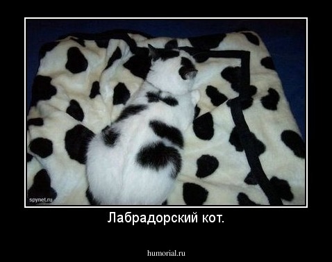 Лабрадорский кот.