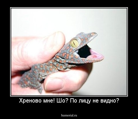 Хреново мне! Шо? По лицу не видно?
